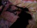 videos de mes z'annimO