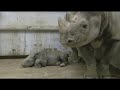 Black Rhino Born at Cleveland Metroparks Zoo Black Rhino Born at Cleveland Metroparks Zoo