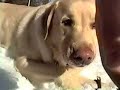 Beautiful spring day, snow & the dog!(Censored version) Beautiful spring day, snow & the dog!(Censored version)