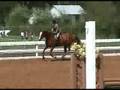 Hunters and Jumpers for sale Golden Cadillac