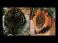 videos de Tiger and lions bite force. Tigers bite force is about twice that of a lion. Lions have weak narrow jaws.