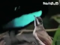Супер Птица.mp4