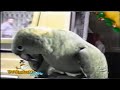Parrot Cries Like a Baby