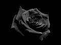 Black Rose Immortal (Part III) - Opeth