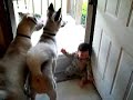 Baby laughing with Dogs