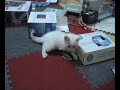 iCat iCat
