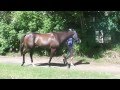 DK Racing Present Repinski