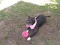 KYRA - ID #A1324418 (ADOPTED!! )