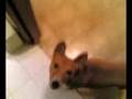 videos de Basenji wrustel