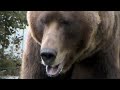 Enjoy this delightful video with Vital Ground founder and animal trainer Doug Seus as he interacts with his grizzly bear Little Bart and discusses bear psychology and behavior. To help protect habitat for Little Bart's wild brothers and sisters, please support Vital Ground. Visit www.vitalground.org. Videographer and Producer: Kiffin Hope ©2009 The Vital Ground Foundation