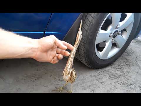 I'm a stick! I'm not a bird!