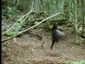 Beautiful Plumed Bird of Paradise - David Attenborough - BBC wildlife