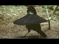 Beautiful Plumed Bird of Paradise - David Attenborough - BBC wildlife