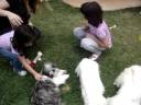 Femeas de lhasa Apso. SHOW!