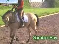 Gambini Boy from Exmoor Eventing