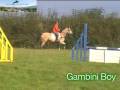 Gambini Boy from Exmoor Eventing
