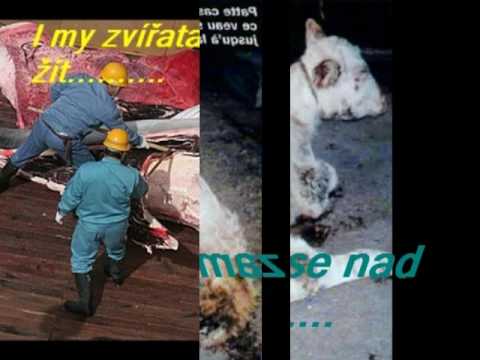 Stop týrání zvířat