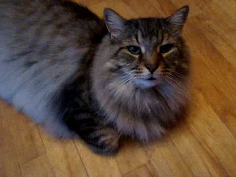 MAINE COON