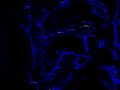 ROBOT DANCE jean yves blondeau rollerman