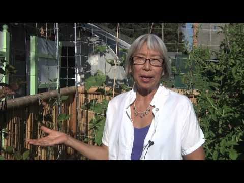 how to start your own vegetable patch