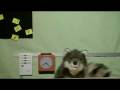 videos de How To: Ru(i)n Your Own Business