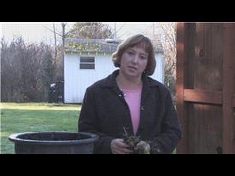 how to grow strawberries in a pot