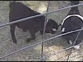 Goat fight (file1238876889) - April 04, 2009, 01:28 PM