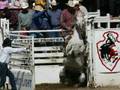 Rodeo Massacure
