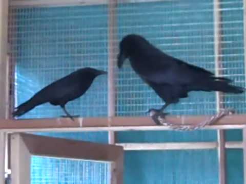 raven versus crow