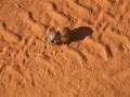 dung beetle dung beetle