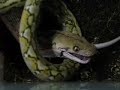 Super-Dwarf Reticulated Python Close Up