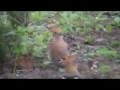birdwatching in france.....hoopoes at La Confiance ...