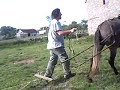 une mule tire un pneu