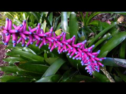 how to care for aechmea