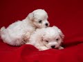 Anita and Rita -Maltese Teacup twins