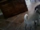 A pug and a boxer
