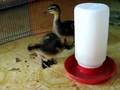 Duckies - Day 10