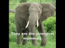 World Top 10 Strongest Animals
