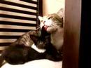 heathcliff e fata morgana