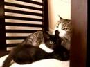 heathcliff e fata morgana