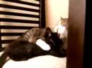 heathcliff e fata morgana
