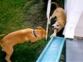 PITBULL Sibbling Rivalry FIGHT PITBULL Sibbling Rivalry FIGHT