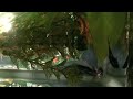 Betta Breeding Part I: the Courtship Betta Breeding Part I: the Courtship