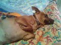 lady pinscher nano caserta lady pinscher nano caserta