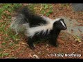 Marco l'ami des animaux - La moufette
