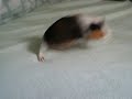 Mi cobaya Lili corriendo y saltando en la cama