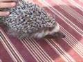 videos de Rafiki the cute African Hedgehog