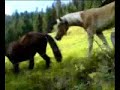 Gamin Gazin meets Horses