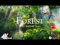 FOREST 4K - SCENIC RELAXATION FILM WITH PEACEFUL RELAXING MU ..