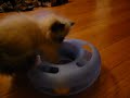 Himalayan cat Goma going crazy
